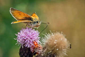 Braunkolbiger Braun-Dickkopffalter ( Thymelicus sylvestris ).