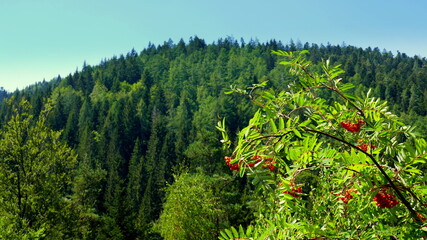 Vogelbeerbaum mit roten Früchten vor dunklen Tannen im Schwarzwald unter blauem Himmel