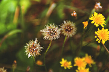 Summer . Meadow flowers.