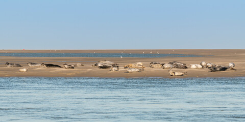 Les phoques en baie de Somme © Alonbou