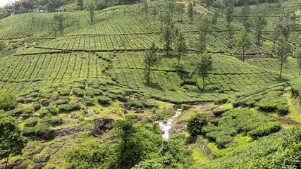 Tea plantation