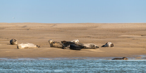 Les phoques en baie de Somme © Alonbou