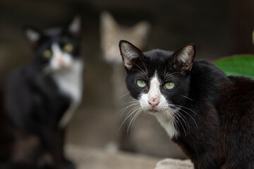 Thai cats sitting in groups staring at visitor