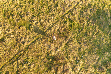 Aerial top down view of a cow grazing alone on green meadow lit by sunset light in summer.