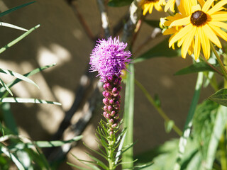 (Liatris spicata) Prachtscharte oder Ährige Prachtscharte. Leuchtend violetten Blütenkerzen, die sich von oben nach unten öffnen