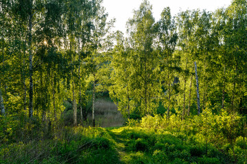 Sunset or dawn in a spring birch forest with bright young foliage glowing in the rays of the sun, shadows from trees and a path.