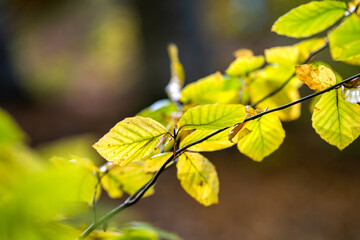 Close up of bright vibrant yellow leaves on a tree branches in autumn park. Detail of fall forest foliage.