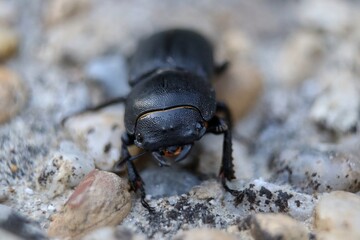 cute smilig black little scarab 