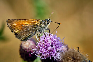 Braunkolbiger Braun-Dickkopffalter ( Thymelicus sylvestris ).