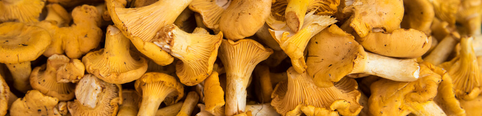 Fresh chanterelle mushrooms. Group of fresh chanterelles on the wooden background. Viewed from above. Chanterelle mushrooms isolated. Close up.