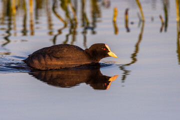 Foulque macroule (Fulica atra - Eurasian Coot)