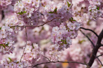 Full frame view of pink cherry blossoms