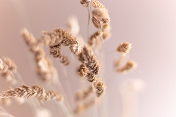 close up of dried reed plant