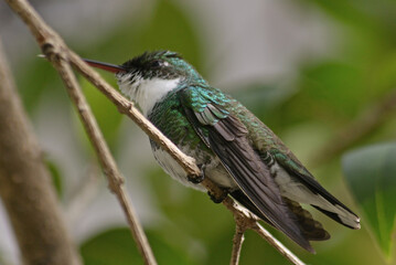 hummingbird close up portrait