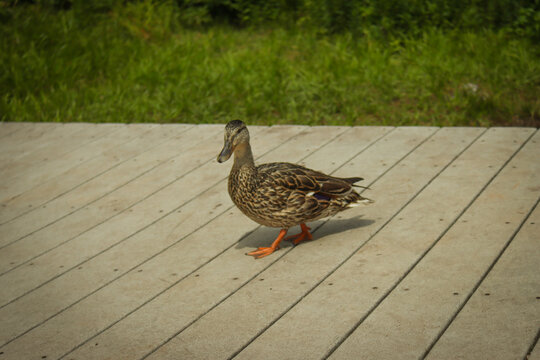 Duck Close Up