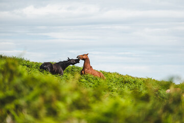 Two horses in a field playing