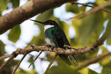 hummingbird close up portrait