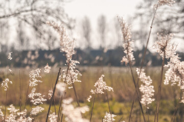 Reed plumes in the sun with field in background
