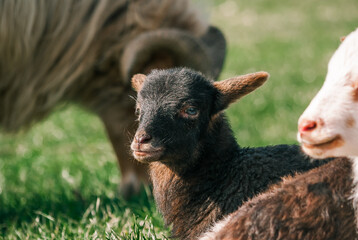 Fototapeta premium Black lamb laying in the sun looking into the camera
