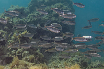 A school of juvenile Bogues (Boops boops) in Mediterranean Sea