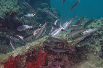 A school of juvenile Bogues (Boops boops) in Mediterranean Sea