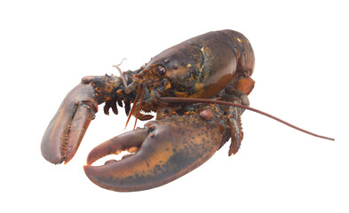 Fresh raw lobster isolated on white background, American lobster (Homarus americanus) 