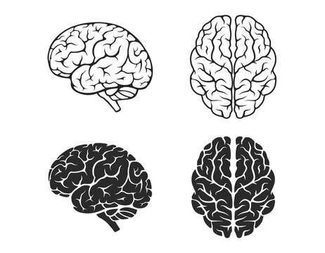 human brain vector illustration