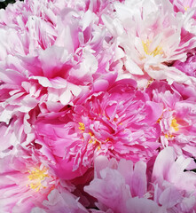 big pink garden flower in flowerbed. peony