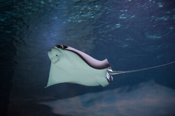 cownose ray swimming in the water,  
fish underwater in the aquarium