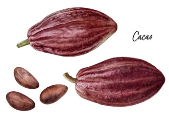 Cacao fruit and cacao beans watercolor illustration isolated on white background - obrazy, fototapety, plakaty