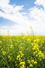 Obraz premium Canola Field