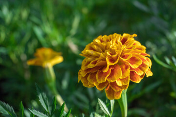 Close up of French marigold flower (Tagetes patula L.) in the garden on summer time.