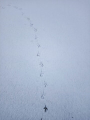 A chain of footprints of a fleeing bird in the snow from side to side.