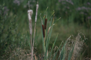 reed in the wind