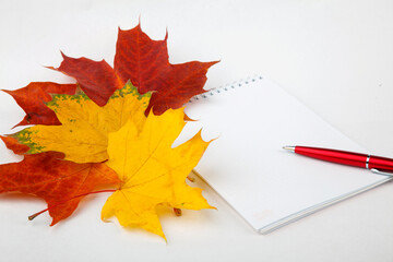 Naklejka na ściany i meble the book and autumn leaves