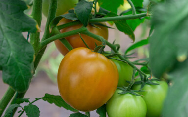 Photograph of a tomato crop of green and red color, in the Valle del Cauca Colombia.