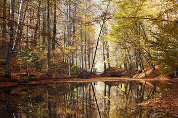 Reflection of autumn trees with orange foliage in the calm waters of the river