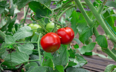 Photograph of two red tomatoes with disease that rot the fruit, in the Valle del Cauca Colombia.