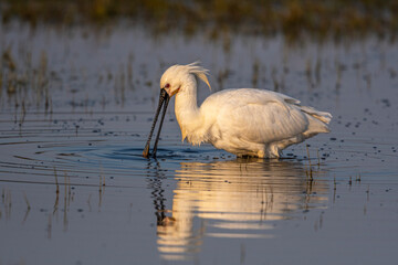 Spatule blanche (Platalea leucorodia - Eurasian Spoonbill)
