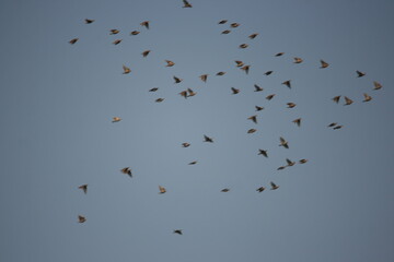 flock of seagulls