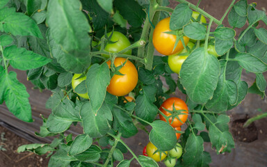 Photograph of a tomato crop of green and red color, in the Valle del Cauca Colombia.