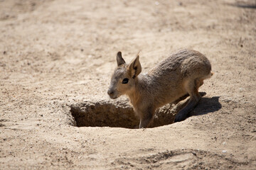 Fototapeta premium Alert young Patagonian hare entering its burrow