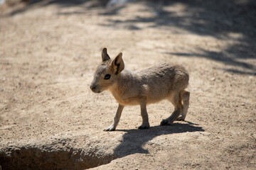 Young alert patagonian hare walking on sand