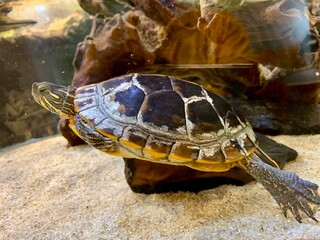 turtle 