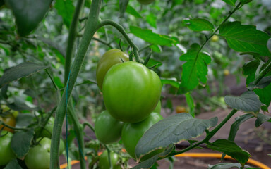 Photograph of a tomato crop of green and red color, in the Valle del Cauca Colombia.