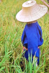 Asian scarecrow in the rice field.