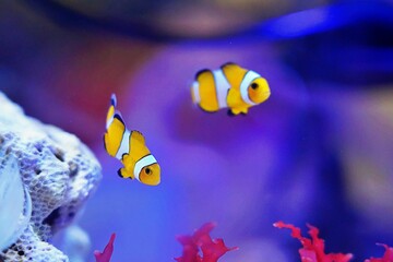 The ocellaris clownfish (Amphiprion ocellaris), also known as the false percula clownfish or common clownfish, is a marine fish belonging to the family Pomacentridae.