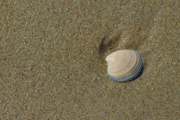 Fototapeta na wymiar Eine hell orangene Muschel mit blau grauen Rand liegt auf dem nassen , feinen Meeres Sand und wird von der Sonne beleuchtet.