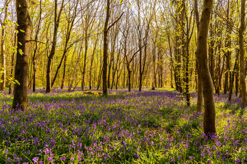 Jacinthe des bois ou Jacinthe sauvage (Hyacinthoides non-scripta) en forêt