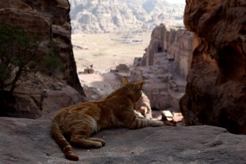 Un gato mira fijamente las ruinas de Petra, en Jordania